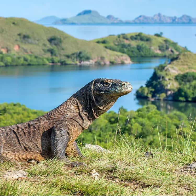 Komodo & Labuan Bajo view 2